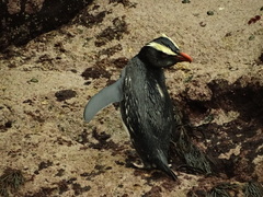 Eudyptes pachyrhynchus