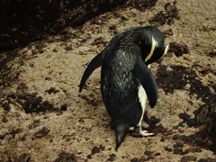 Eudyptes pachyrhynchus