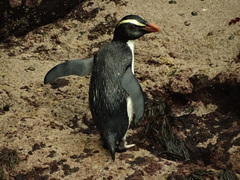 Eudyptes pachyrhynchus