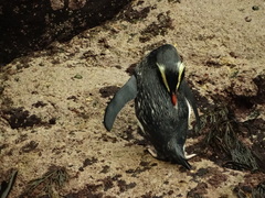 Eudyptes pachyrhynchus