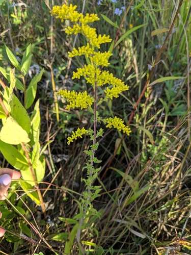 Solidago nemoralis ssp. decemflora