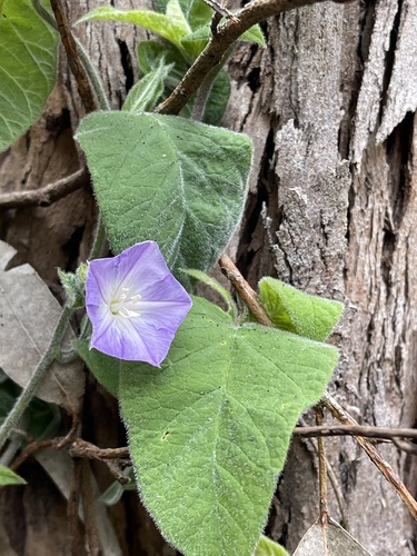 Canary bindweed (Convolvulus canariensis)