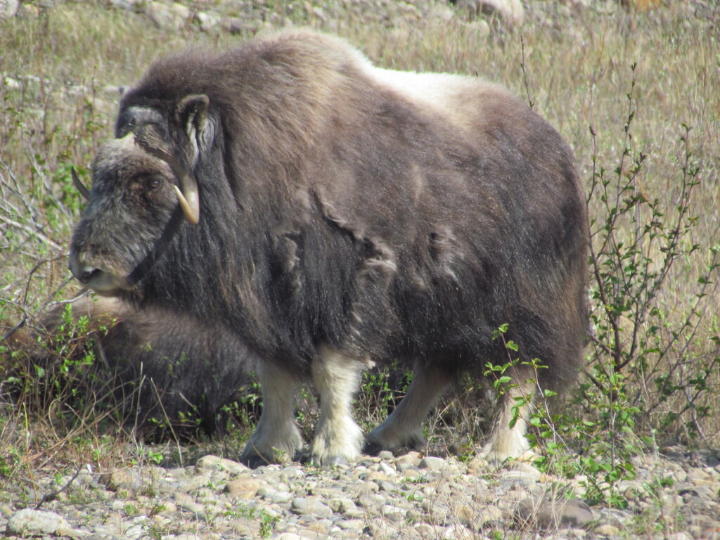 Ovibos moschatus, Nome Census Area, AK, USA, by rduffy1172