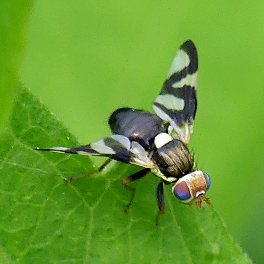 Thistle Stem Gall Fly from Woodbridge, Vaughan, ON, Canada on June 6 ...