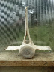 Globicephala melas