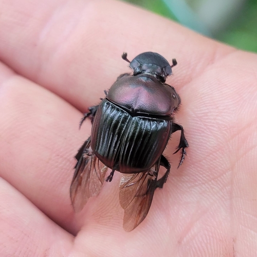 Phanaeus triangularis photo 3