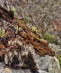 Dudleya attenuata