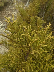 Lepidothamnus intermedius