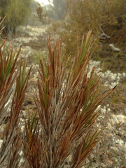Dracophyllum pearsonii
