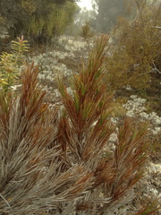 Dracophyllum pearsonii