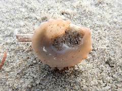 Coelotrochus viridis
