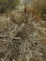 Dracophyllum pearsonii