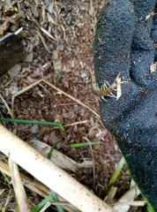 Cormocephalus rubriceps