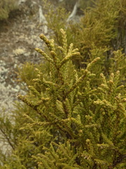 Lepidothamnus intermedius