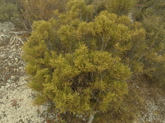 Lepidothamnus intermedius