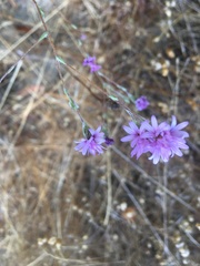 Lessingia hololeuca