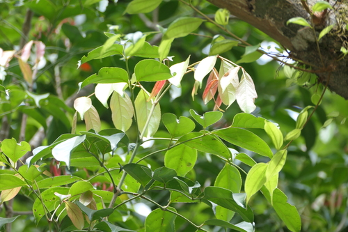 Turpinia malabarica observed 2025-05-12
