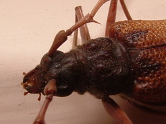 Phoracantha