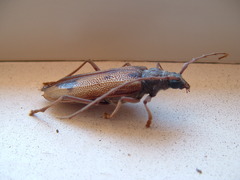 Phoracantha