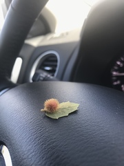 Cynips acraspiformis