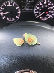 Cynips acraspiformis