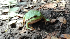Hyla orientalis