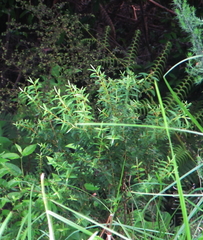 Veronica diosmifolia