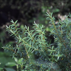 Veronica diosmifolia