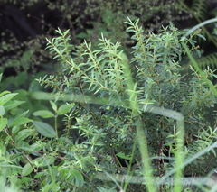 Veronica diosmifolia