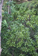 Veronica diosmifolia