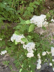Spiraea fritschiana, photograph (c) Jane Charlen, some rights reserved (CC BY)