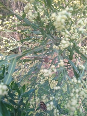 Hermeuptychia gisella