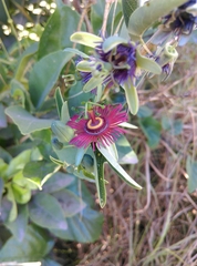 Passiflora jorullensis