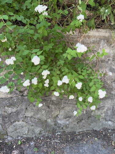 Spiraea fritschiana, photograph 4