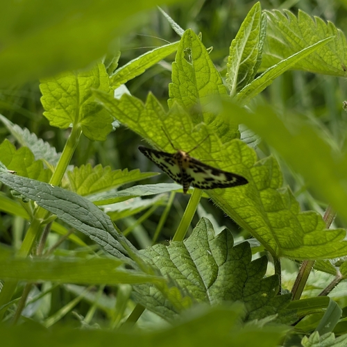 Anania hortulata