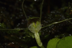 Corybas rivularis