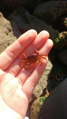 Cyclograpsus cinereus