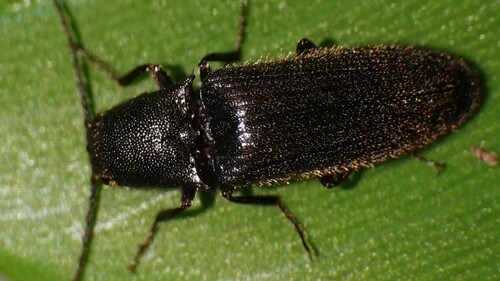 Propsephus, 2025-06-01