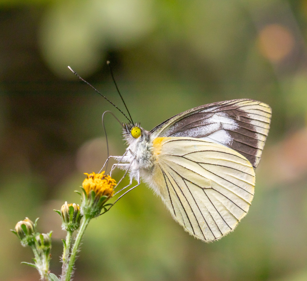 Tovaria White