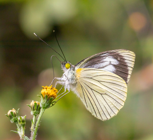 Leptophobia tovaria