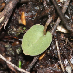 Corybas rotundifolius
