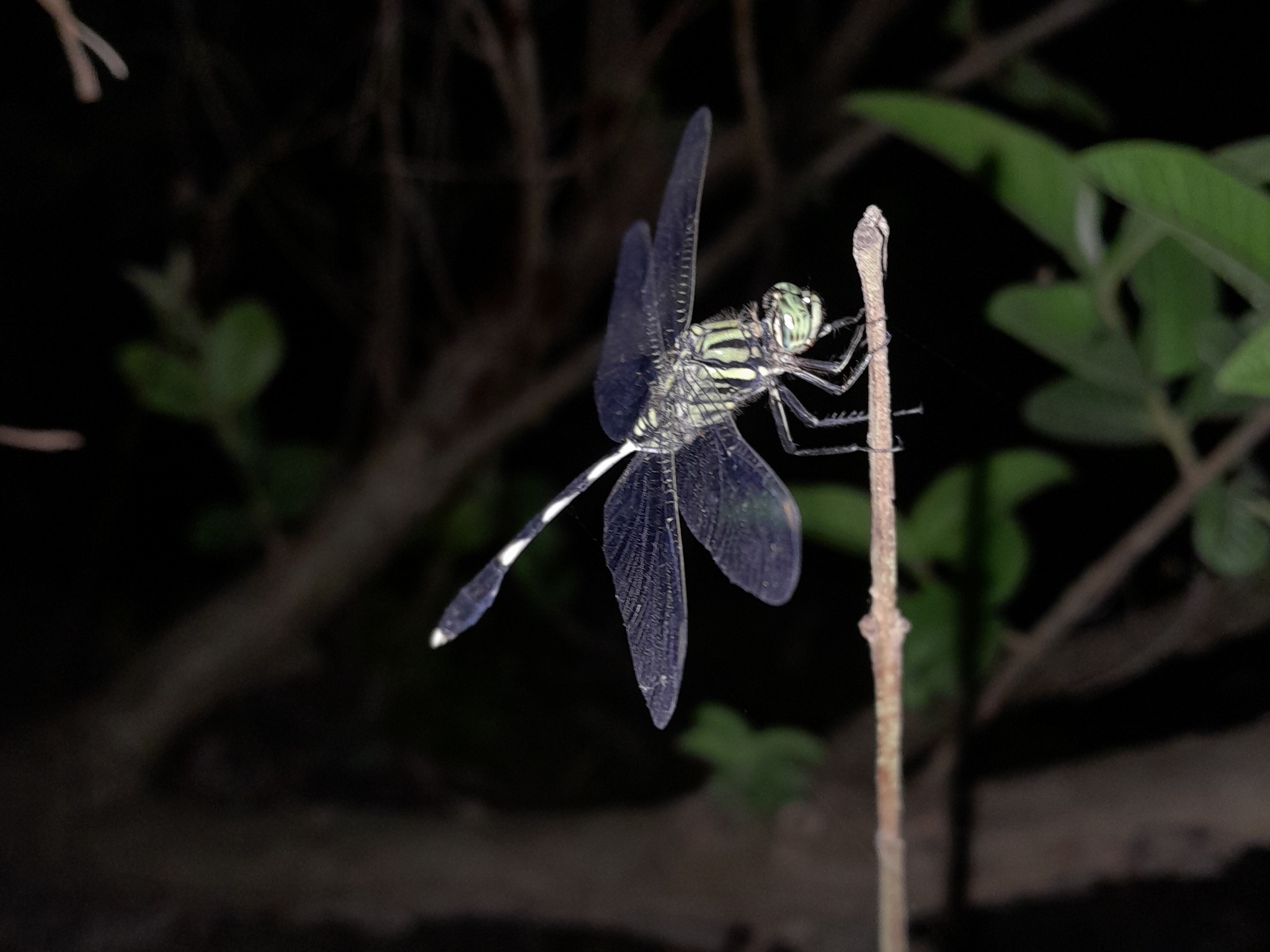 Slender Skimmer