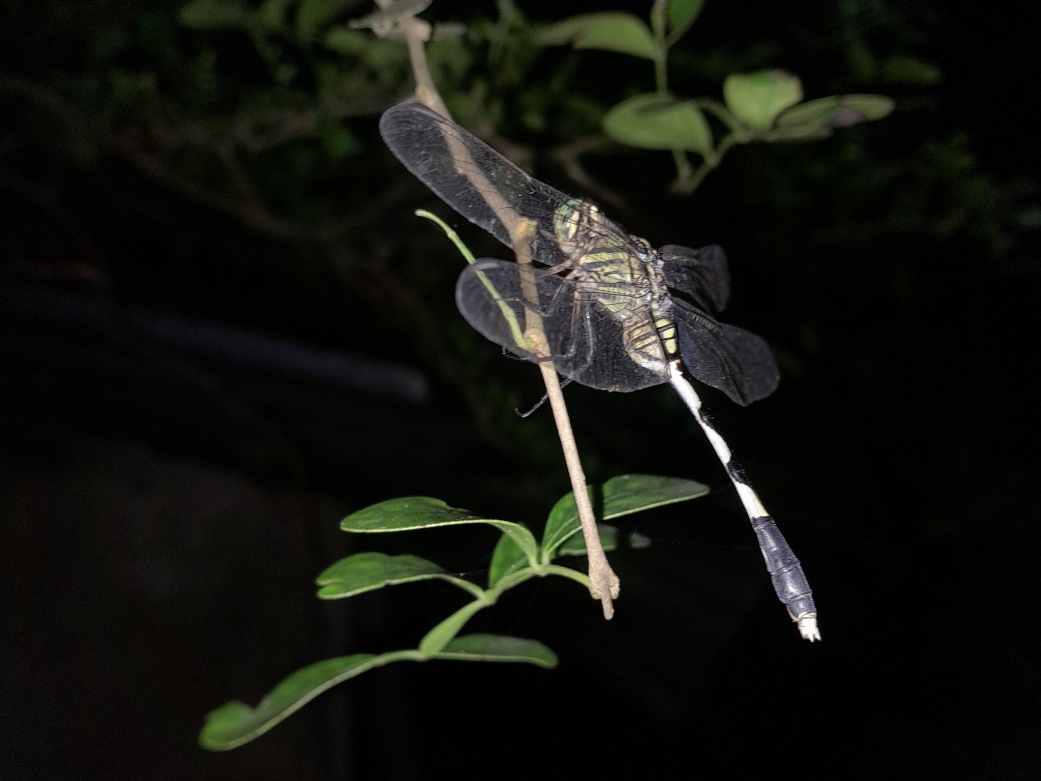 Slender Skimmer
