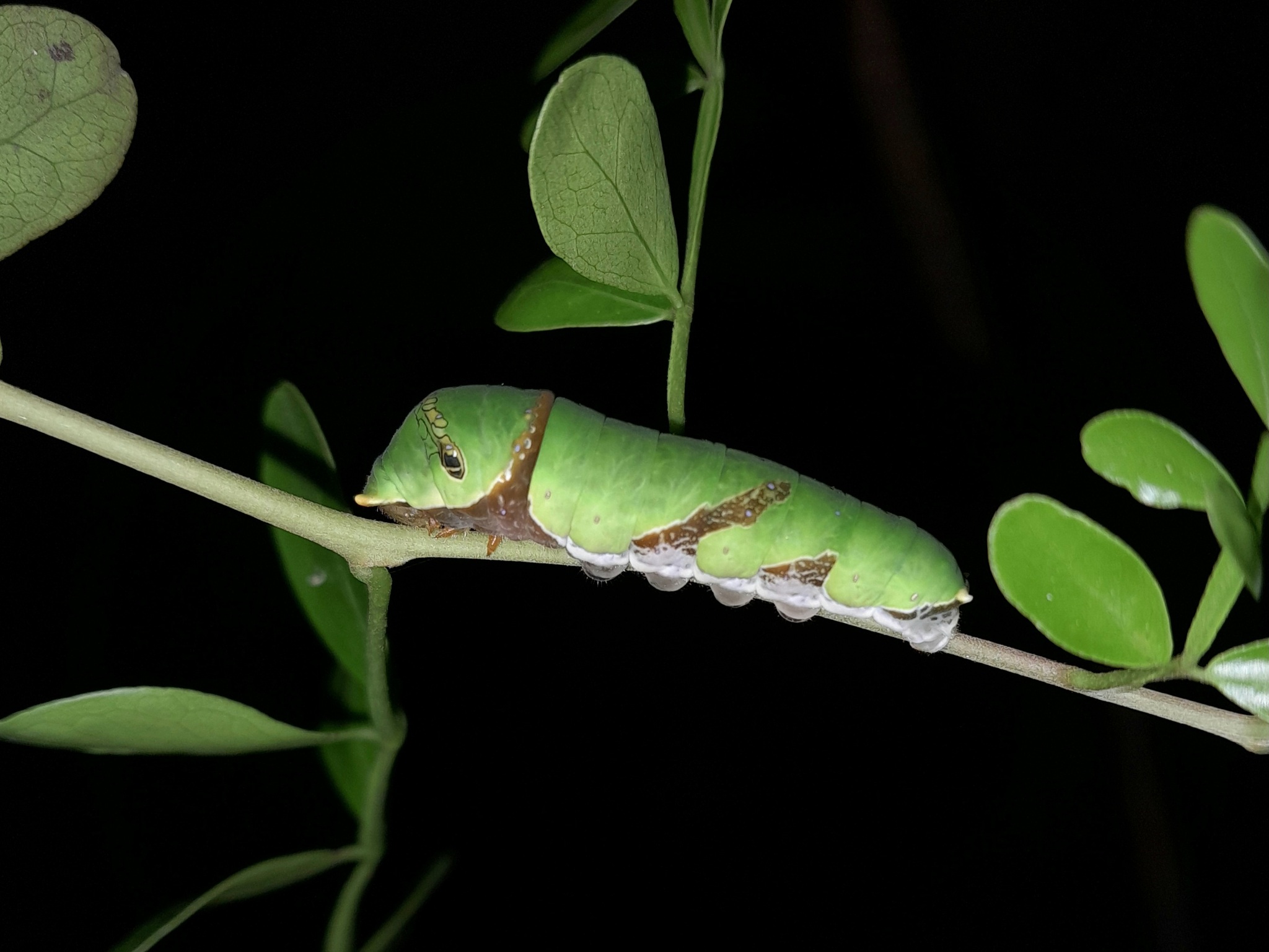 Common Mormon
