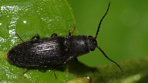 Propsephus, 2025-06-01