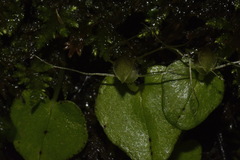 Corybas rivularis