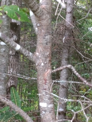 Ostrya virginiana image