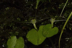 Corybas rivularis