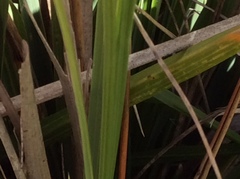 Phormium tenax