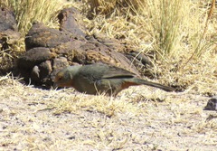Poospiza baeri